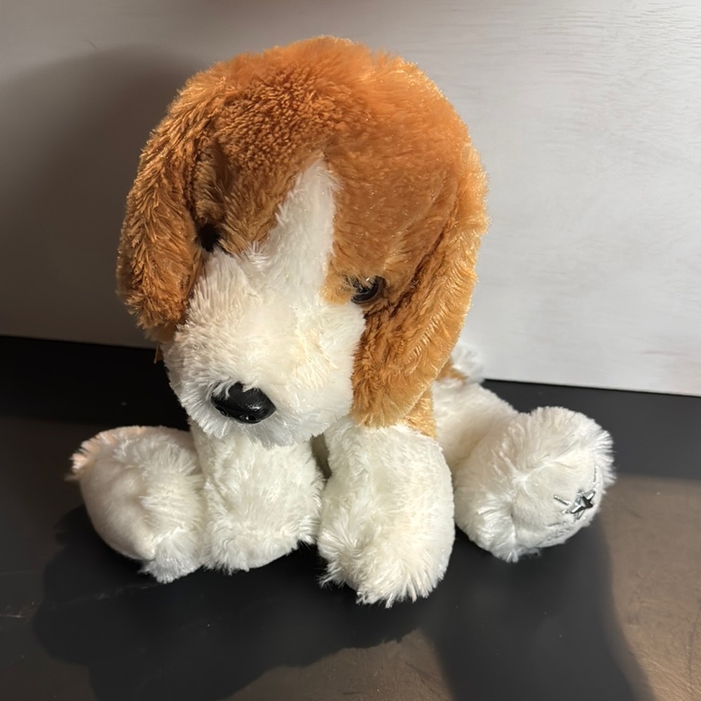 Shining star beagle - Brown and White